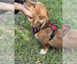 Small #4 Dachshund Mix