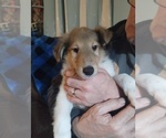 Small Photo #5 Collie Puppy For Sale in HARVEY, ND, USA