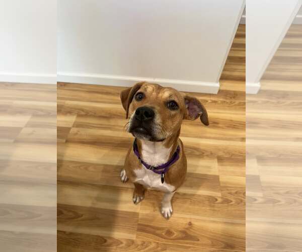 Medium Photo #4 Labrador Retriever-Unknown Mix Puppy For Sale in Sheboygan, WI, USA