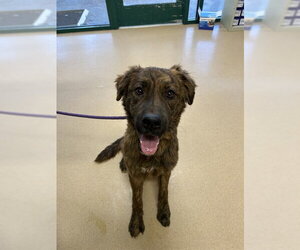 German Shepherd Dog-Unknown Mix Dogs for adoption in Placerville, CA, USA