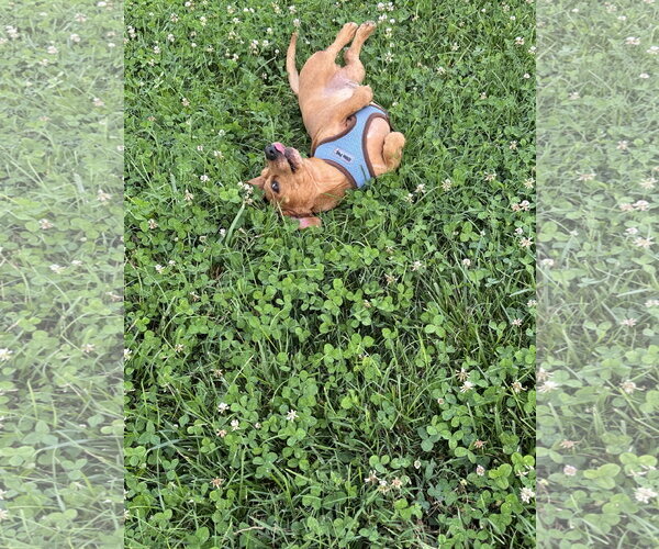 Medium Photo #6 Dachshund Puppy For Sale in Forest, VA, USA