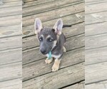 Small #3 German Shepherd Dog