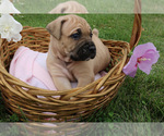 Small #4 Cane Corso