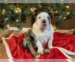 Small Photo #11 English Bulldog Puppy For Sale in BLOOMFIELD, NM, USA