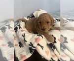 Small #2 Goldendoodle (Miniature)