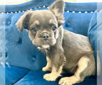 Small #14 French Bulldog