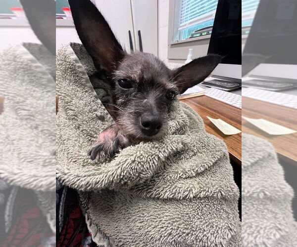 Medium Photo #4 Chihuahua Puppy For Sale in Ellijay, GA, USA