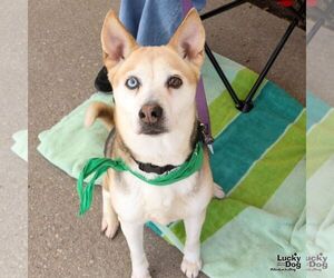 Beagle-Siberian Husky Mix Dogs for adoption in Washington, DC, USA