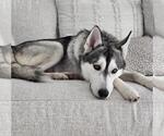 Small #8 Huskies  Mix