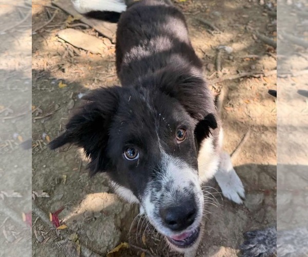 Medium Photo #4 Border Collie-Unknown Mix Puppy For Sale in Germantown, OH, USA
