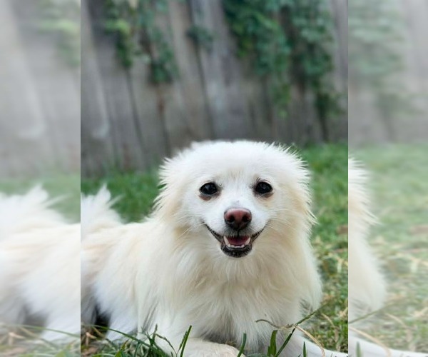 Medium Photo #2 Papillon-Unknown Mix Puppy For Sale in Canton, CT, USA