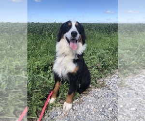Bernese Mountain Dog Puppy for sale in LEBANON, IN, USA
