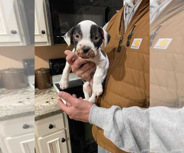 Medium Photo #1 Mutt Puppy For Sale in New York, NY, USA