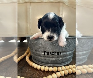 Havapoo Puppy for Sale in VANCOUVER, Washington USA