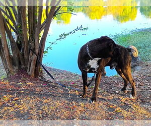 Chato II - Male Boxer Dog for Adoption - Photo #2