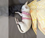 Small #1 Chihuahua
