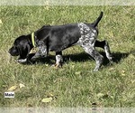 Small Photo #1 German Shorthaired Pointer Puppy For Sale in DELANO, MN, USA