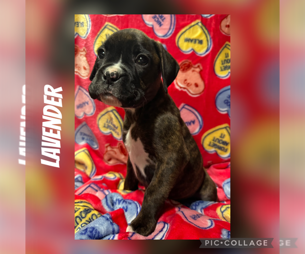 Medium Photo #1 Boxer Puppy For Sale in RALEIGH, NC, USA