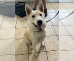 Small #1 Mutt