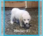 Small Photo #6 Anatolian Shepherd-Great Pyrenees Mix Puppy For Sale in DEARY, ID, USA