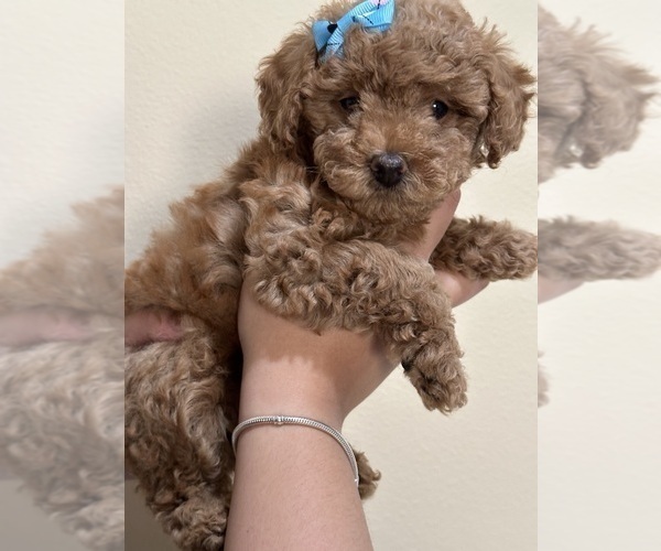 Medium Photo #26 Poodle (Toy) Puppy For Sale in NORTH HILLS, CA, USA