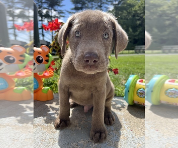 Medium Photo #2 Labrador Retriever Puppy For Sale in NEOLA, WV, USA