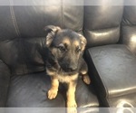 Small Photo #6 German Shepherd Dog Puppy For Sale in RUFFIN, SC, USA