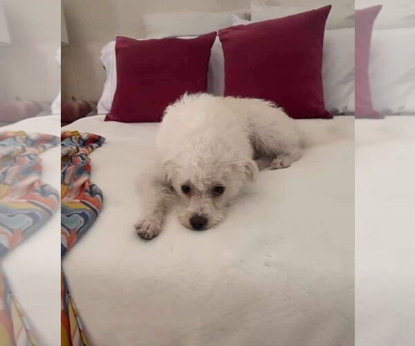 Medium Photo #1 Poodle (Miniature)-Unknown Mix Puppy For Sale in Escondido, CA, USA
