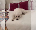 Small Poodle (Miniature) Mix
