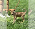 Small #1 Mutt