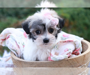 Coton de Tulear Puppy for sale in SYRACUSE, IN, USA