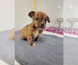 Medium Chihuahua Mix