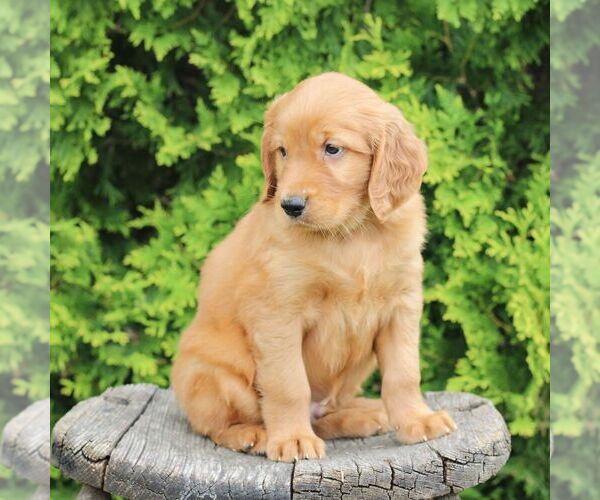 Medium Photo #4 Golden Irish Puppy For Sale in BLAIN, PA, USA