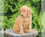 Small #3 Golden Irish