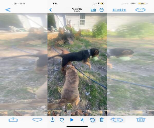 Medium Photo #10 Mutt Puppy For Sale in Holly Springs, NC, USA