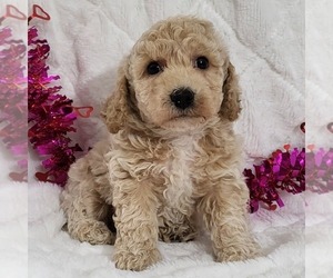 Bichpoo Puppy for sale in ARTHUR, IL, USA