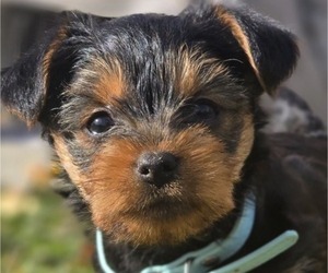 Medium Yorkshire Terrier