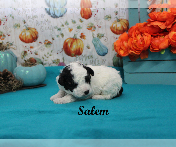 Medium Photo #6 Poodle (Toy) Puppy For Sale in CHANUTE, KS, USA