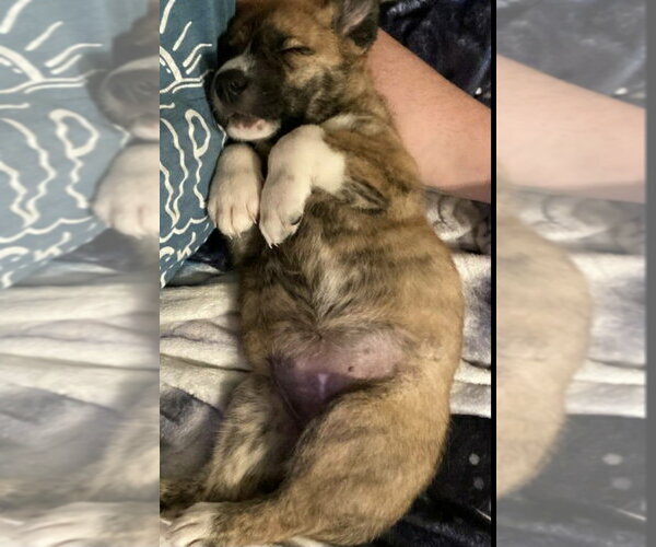 Medium Photo #3 Great Pyrenees-Unknown Mix Puppy For Sale in Foristell, MO, USA