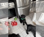 Puppy Puppy 2 Schnauzer (Giant)