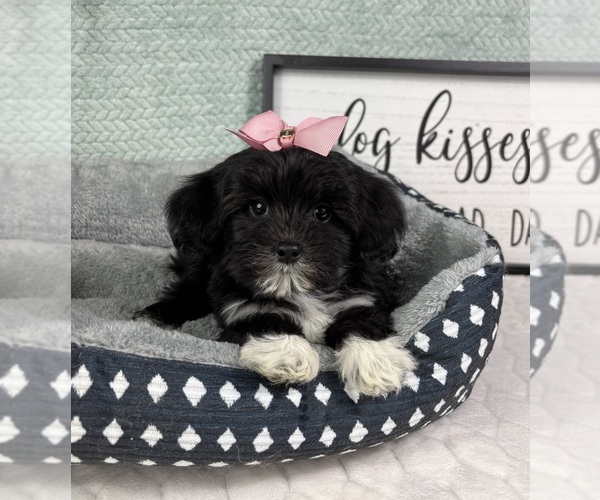 Medium Photo #2 Maltipoo (Toy) Puppy For Sale in FRANKLIN, IN, USA
