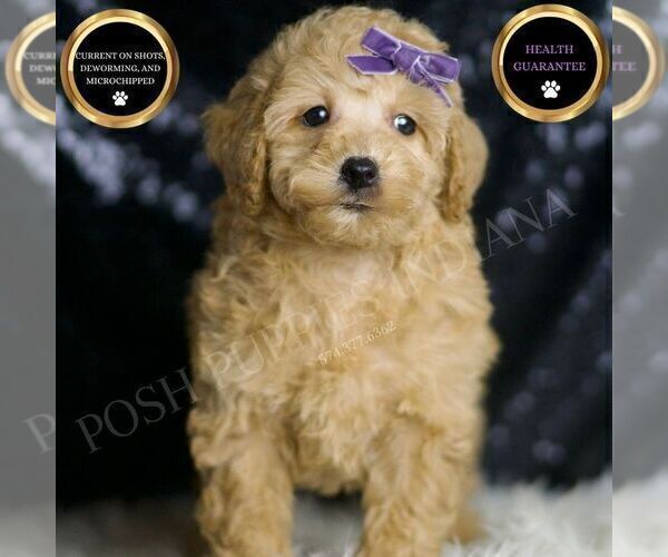 Medium Photo #2 Poodle (Toy) Puppy For Sale in WARSAW, IN, USA