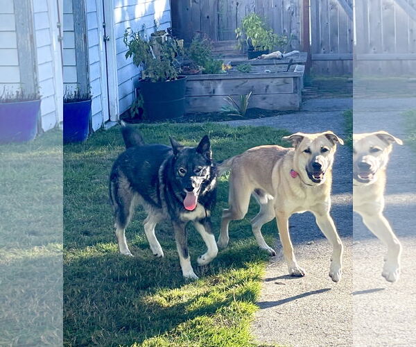 Medium Photo #3 Mutt Puppy For Sale in Bellevue, WA, USA