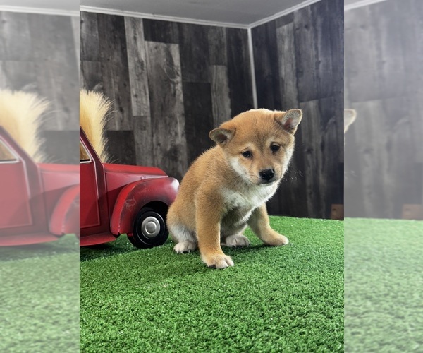 Medium Photo #4 Shiba Inu Puppy For Sale in CANOGA, NY, USA