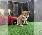 Small #3 Shiba Inu