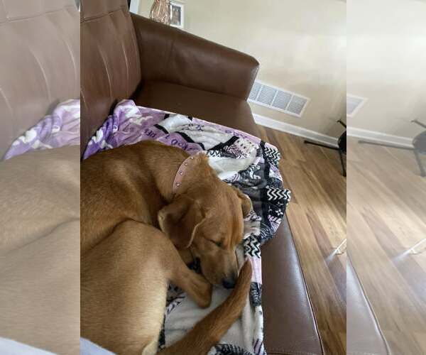 Medium Photo #4 Beagle-Unknown Mix Puppy For Sale in Ball Ground, GA, USA