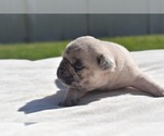 Maple - Female Pug Puppy for Sale - Photo #9