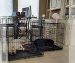 Small Photo #2 Boxer Puppy For Sale in Austin, TX, USA