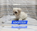 Small Photo #11 Maltipoo Puppy For Sale in BROOKFIELD, MO, USA