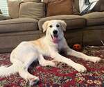 Finn - Female Great Pyrenees-Unknown Mix Dog for Adoption - Small photo